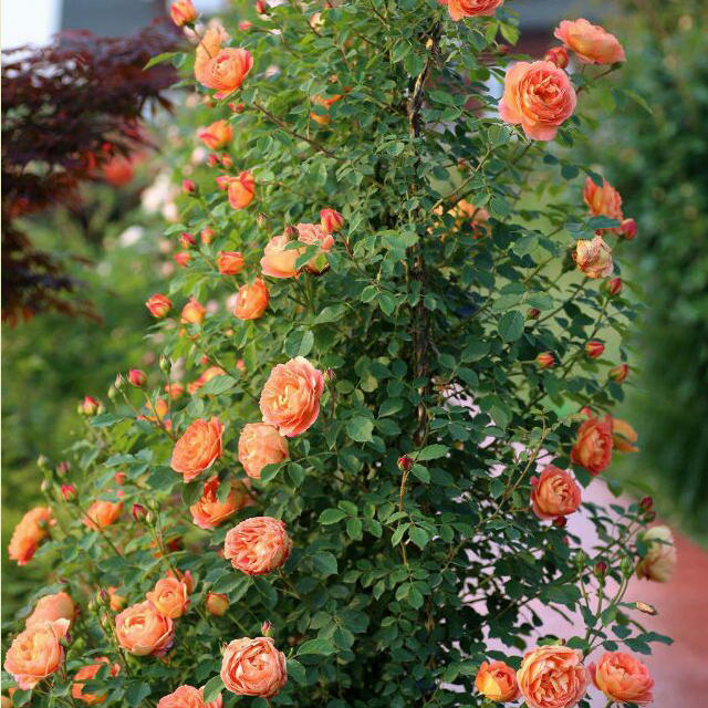 十种超美的花卉爬藤,7种爬藤月季种在小院美如画