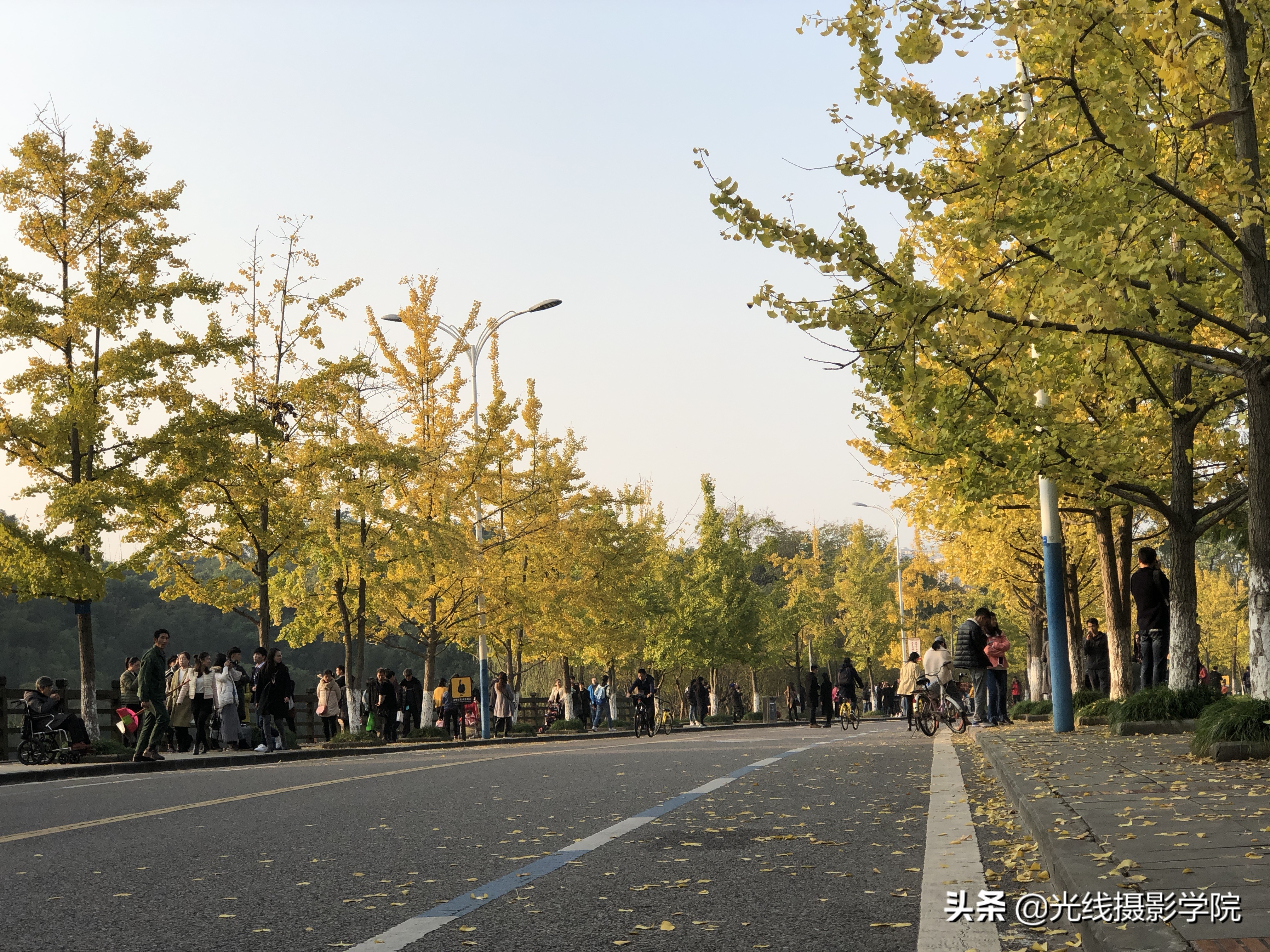 重庆赏银杏,重庆初冬呈现金色银杏