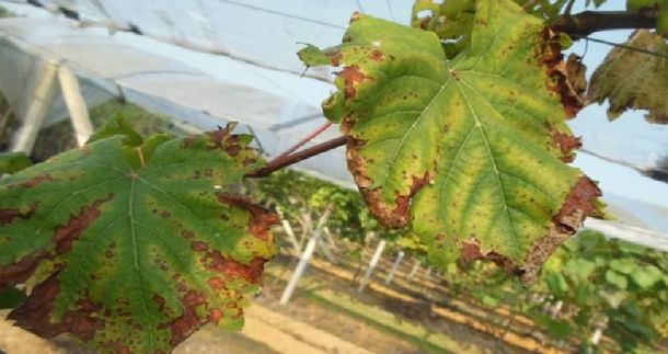 叶片发黄缺氮肥怎么办,叶片发黄发黑缺什么元素