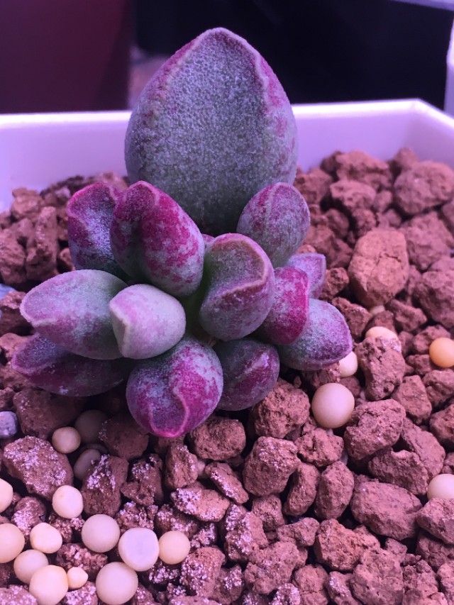 水泡多肉大全,水泡多肉叶片发焉