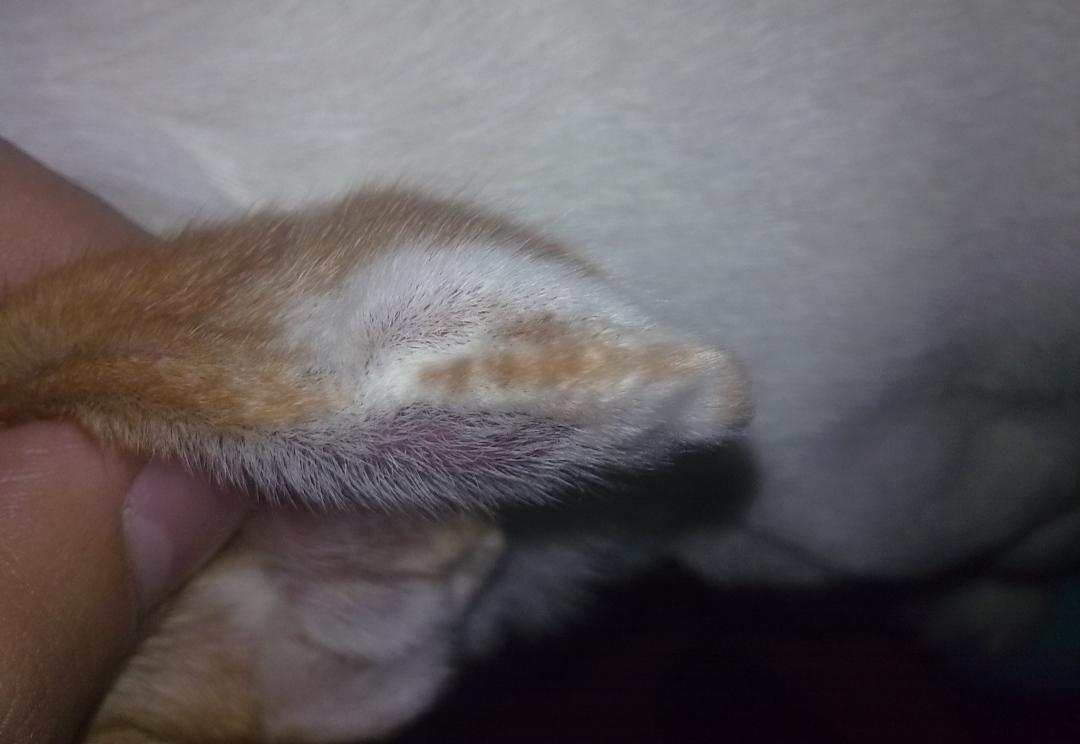 耳血肿狗狗治疗图片,耳血肿狗狗怎么办