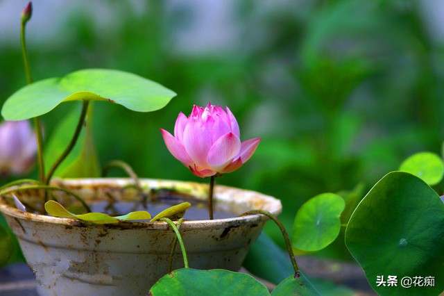 碗莲一大盆种几棵最合适,小盆怎么种碗莲