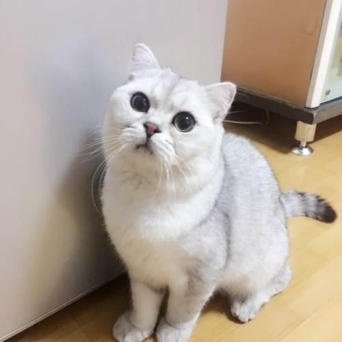 养英短千万不能做的事,英短猫为啥不适合养