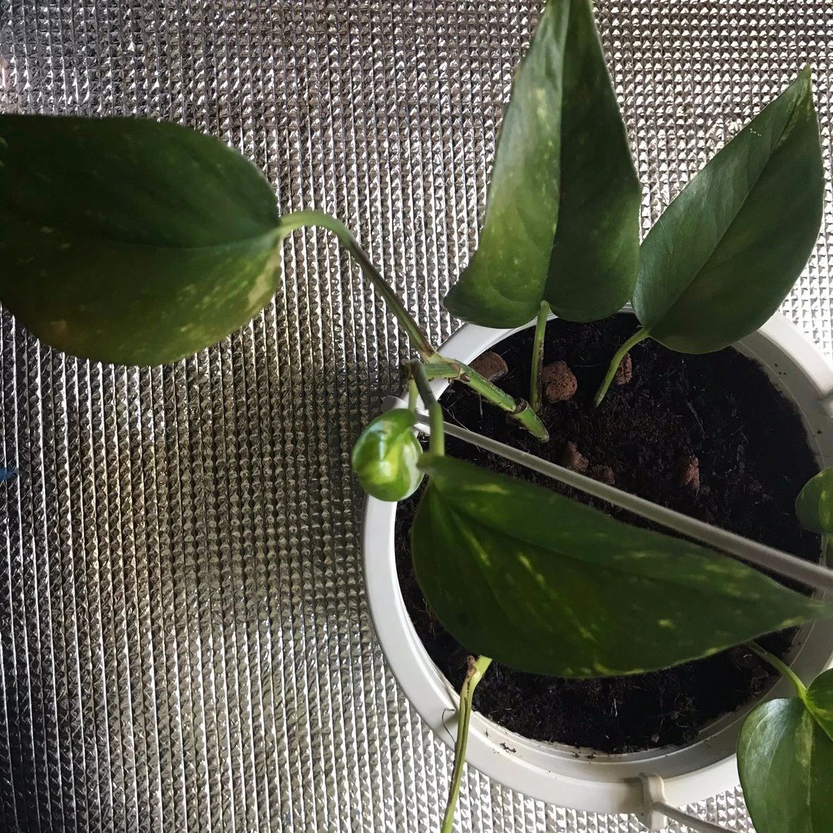 绿萝喜阴还是喜阳光好养些,绿萝喜阳还是喜阴喜干还是喜湿