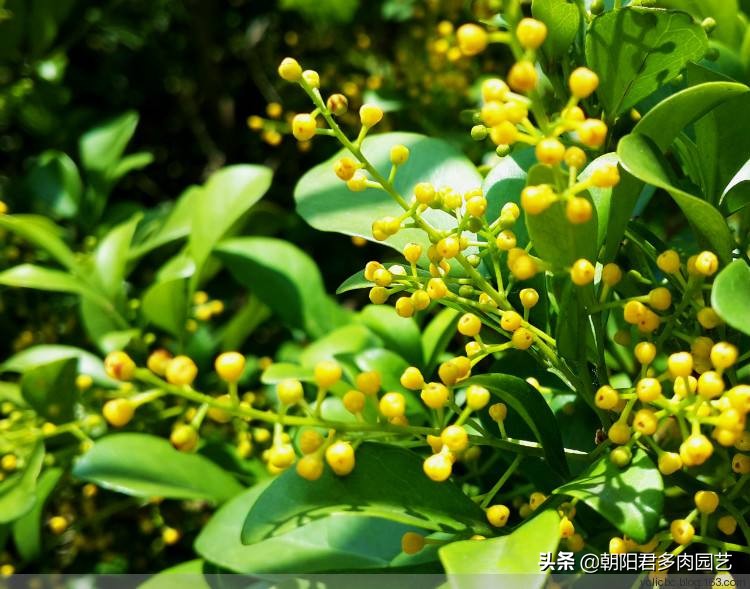 米兰怎么养护才能下次开花爆盆,米兰怎样养到茂盛且开花