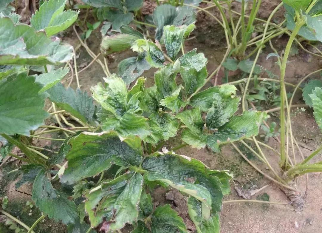 阳台草莓蓟马怎么彻底消灭,草莓开花结果有蓟马怎么办