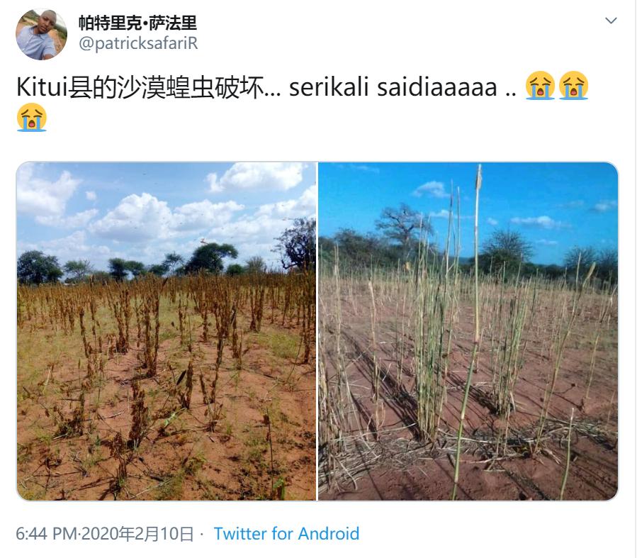 这次的蝗虫灾害为什么这么大,此次的蝗灾有多严重