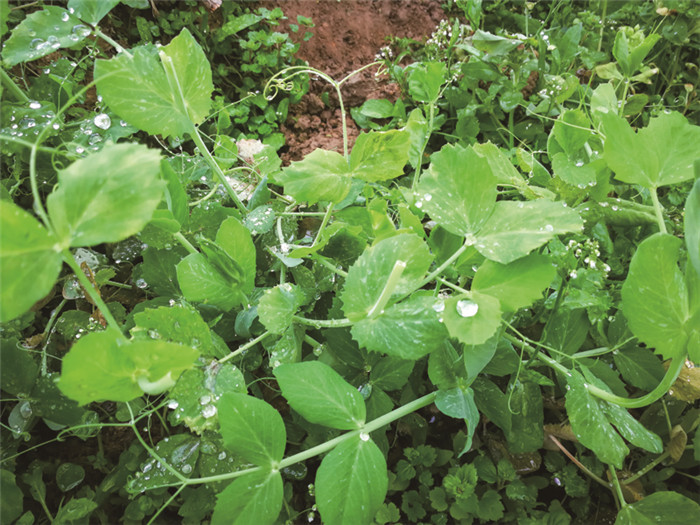 物微意不浅感动一沉吟——植物诗词隐含的生态思想及教育意义