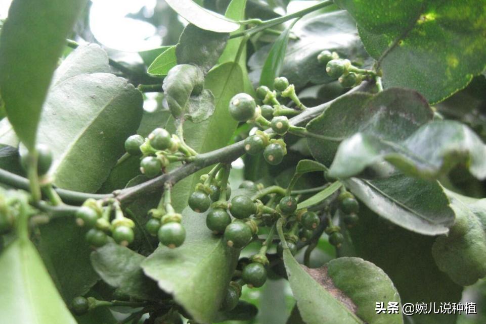 钙肥使用多了会有什么后果,钙镁硼铁锌肥效果