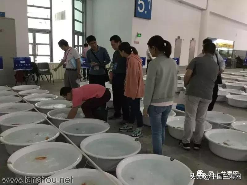 世界金鱼大赛在福州举行,2019中国世界金鱼大赛