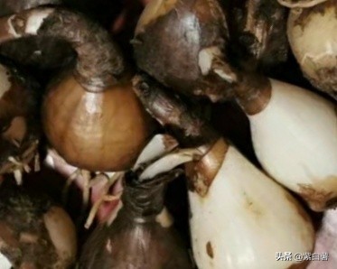 曼珠沙华不开花的时候长啥样,曼珠沙华开花后为什么不出叶