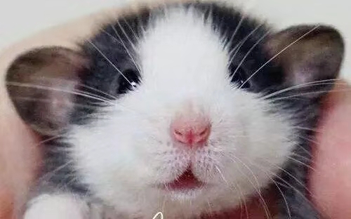 花枝鼠生宝宝后注意事项,两个月的花枝鼠怀孕了怎么办