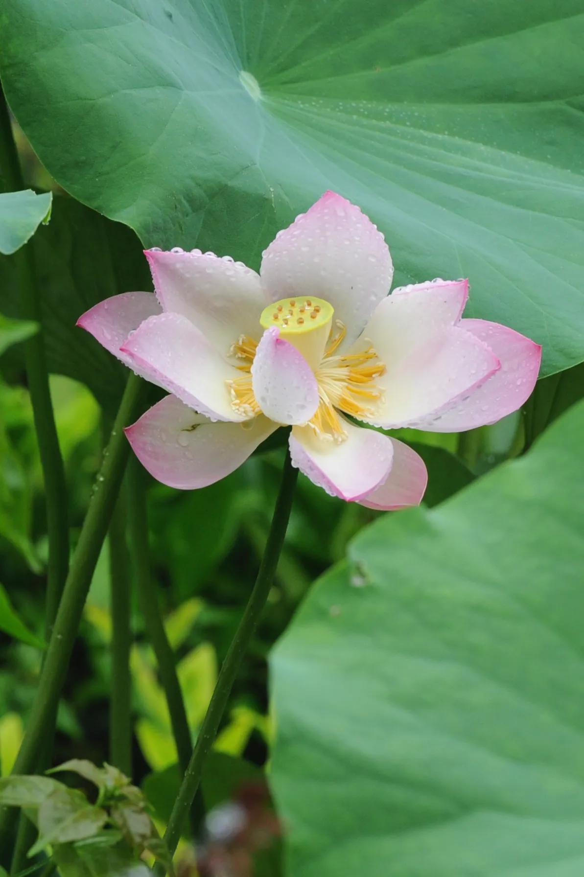 尼康d810还值得入手吗,尼康d810和佳能5d4哪个值得入手