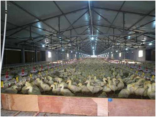 鸭走路左右摇摆怎么回事,鸭拉白痢最快急救方法