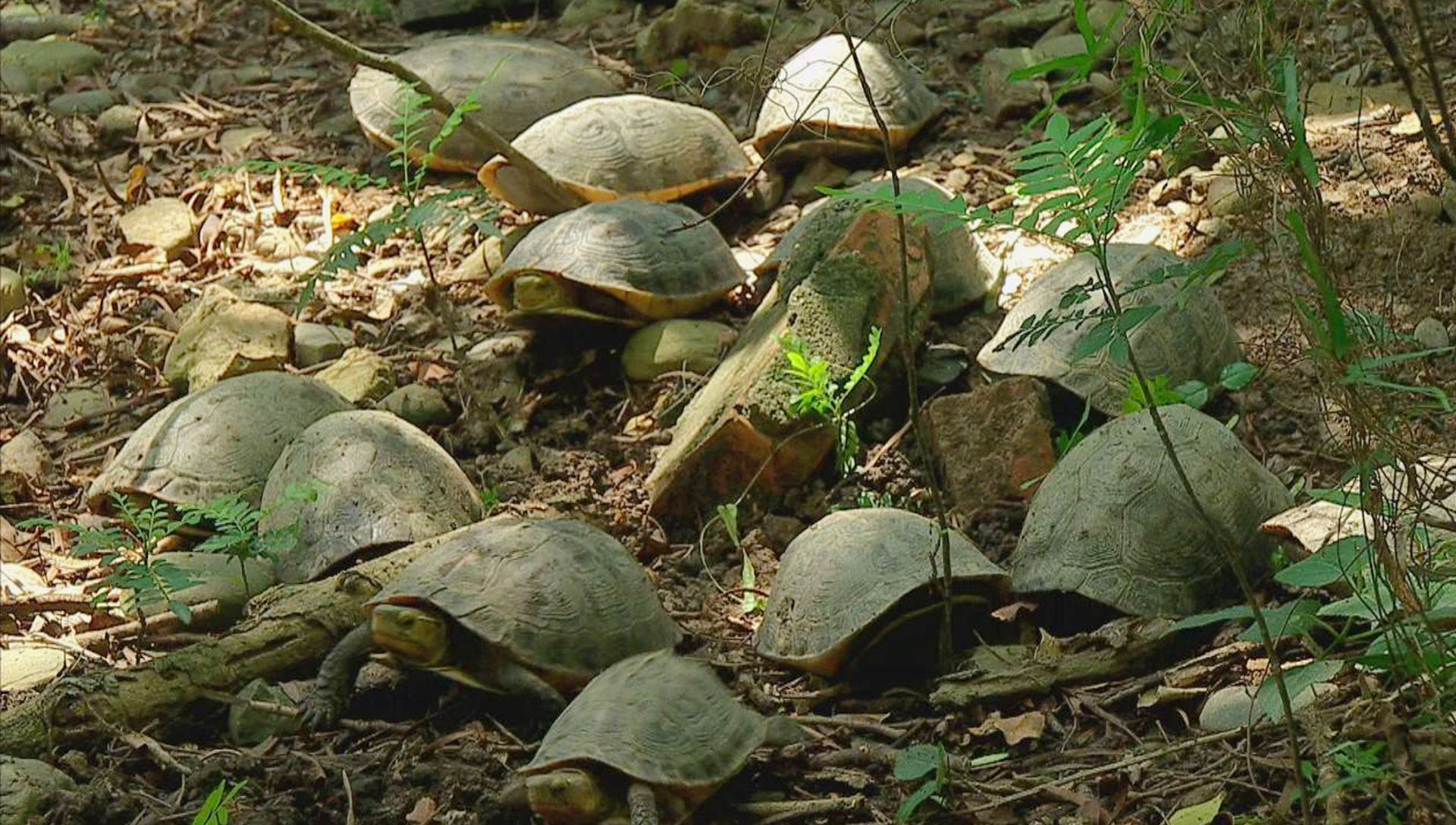 黄缘龟闭壳怎么办,黄缘闭壳龟经营方法