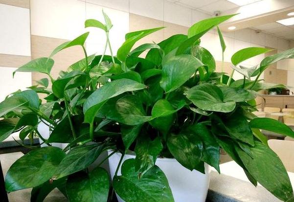 小苏打怎么养花才能让它开花,小苏打怎样使花卉生根