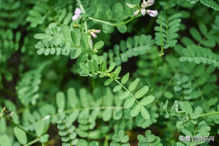 复古相机新选择尼康zfc上手体验,尼康fm2顶级功能