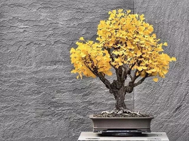 养花公认最美4种花满屋飘香,公认最好养的五种花