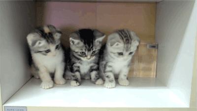 lolita撸猫,lolita撸猫猫