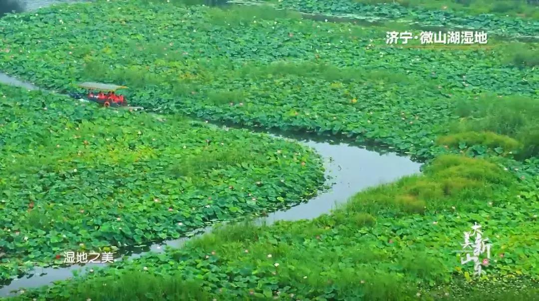 济宁任城湿地公园荷花,济宁莲花湿地