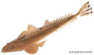 辽宁常见的鱼有哪些,辽宁沿海常见鱼