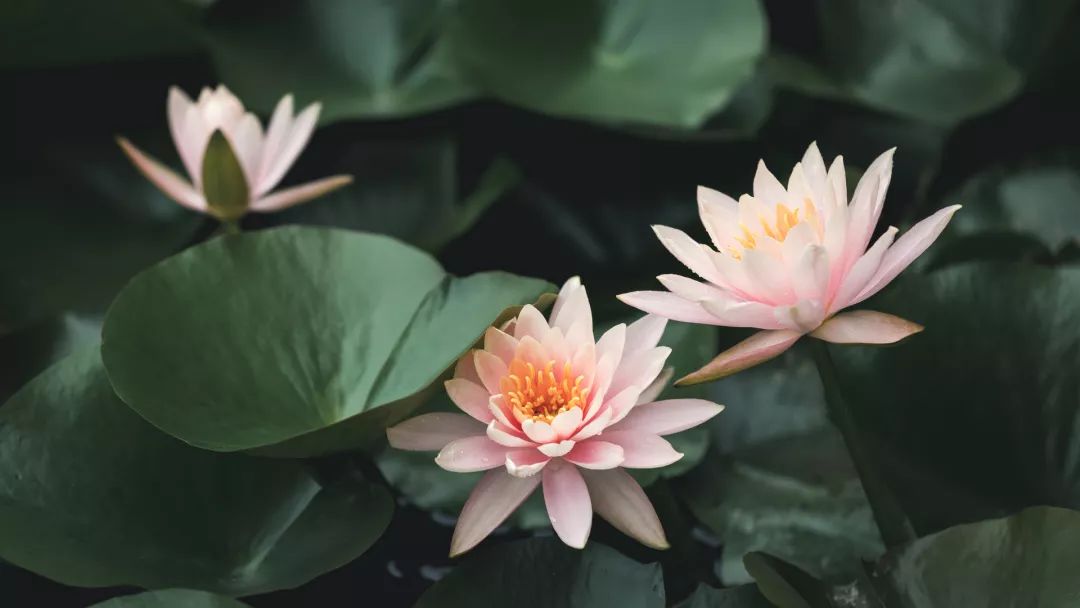 姘寸敓妞嶇墿鑺卞崏,鏅姘寸敓缁挎