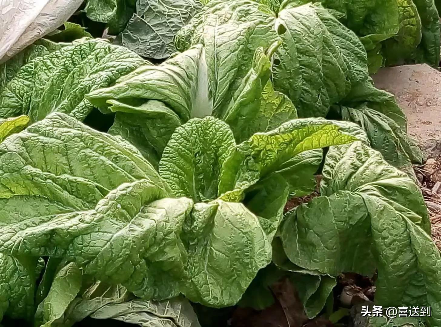 夫妻之间没了感情和信任该怎么办,夫妻之间没有信任怎么维持婚姻