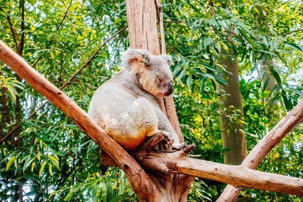 广州长隆旅游攻略自由行详细,广州长隆五一节3天2夜亲子游攻略