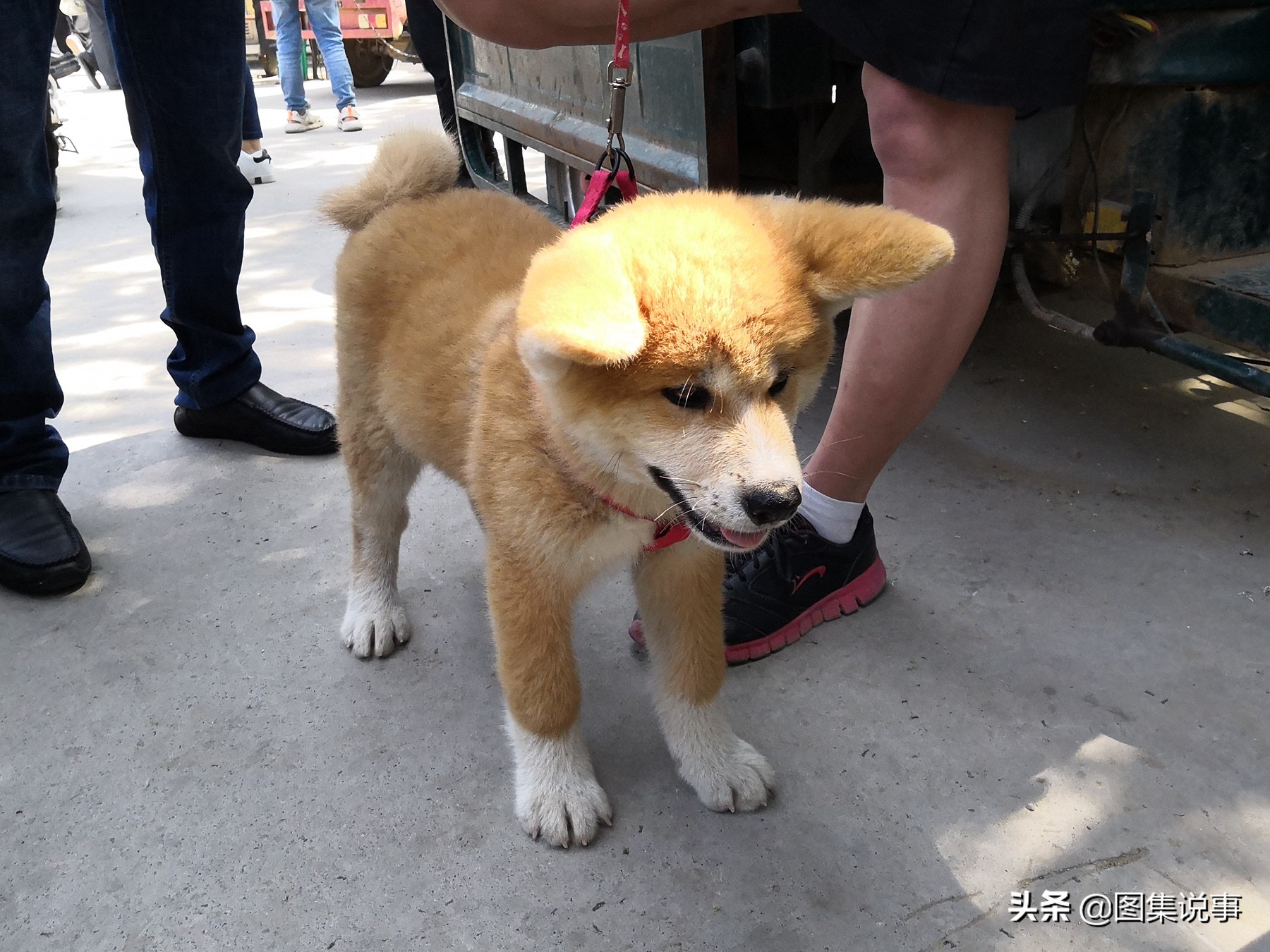 宠物狗市场博美犬真实价格,200元一只博美犬同城购买