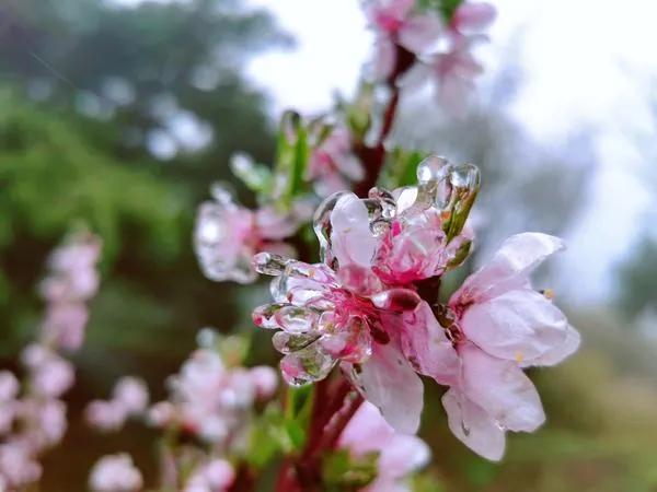 鹅毛大雪、冰粒、雨凇！听说下冰雹了？专家：是霰（xian）！焦作未来天气如何？