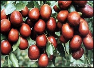 河北十大特产，雪花梨、坝上口蘑、白洋淀松花蛋，保定春不老