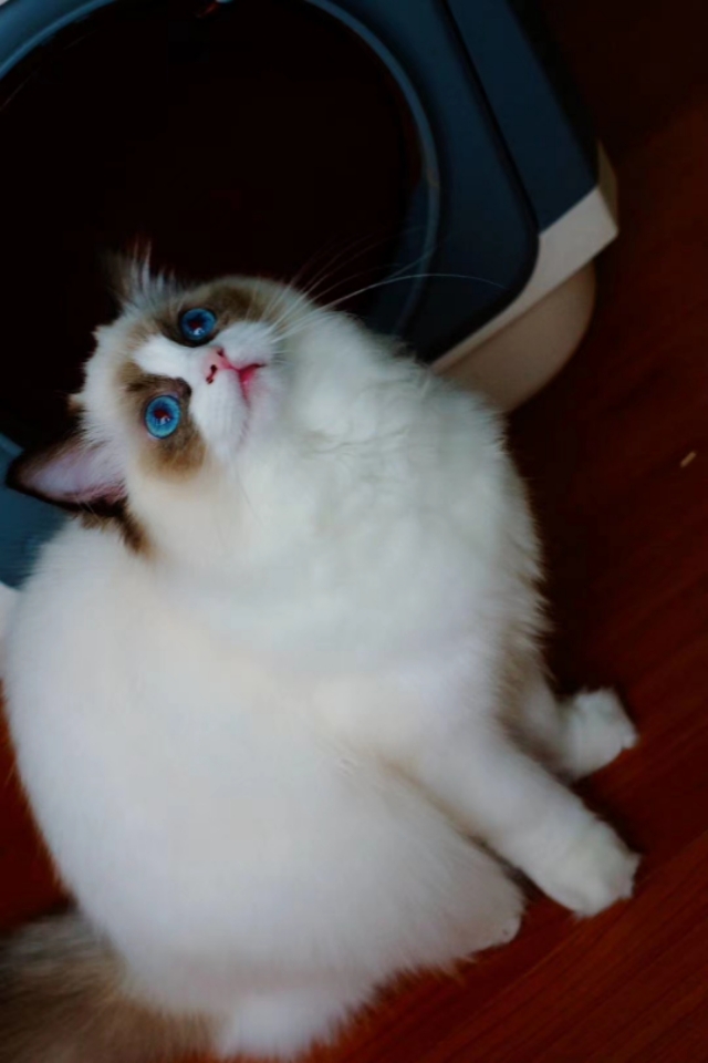 七夕了给自己买个兰蔻196,送给自己的第一支兰蔻