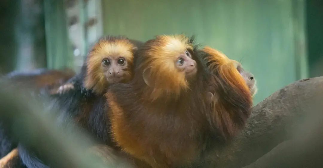 长隆野生动物世界暑假攻略,广州长隆野生动物园亲子一日游攻略