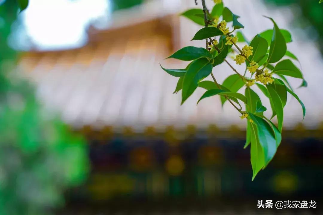 在盘龙的桂花香里，亲吻这个秋天|黑龙潭公园美图大赏