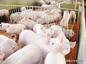 鸡蛋清对猪病的用法,鸡蛋清对猪的作用与功效