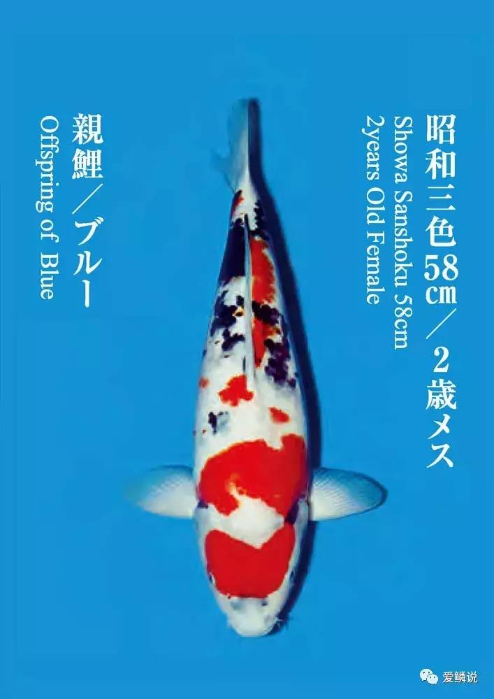 鲤界“老司机”的干货分享,少走弯路