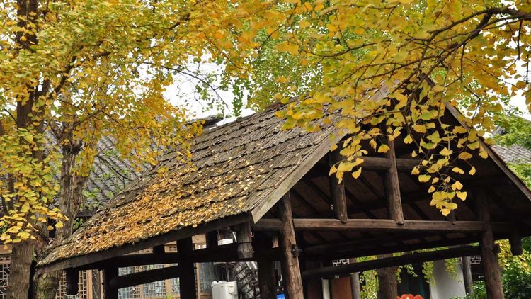 深秋的私语,美文美图经典欣赏