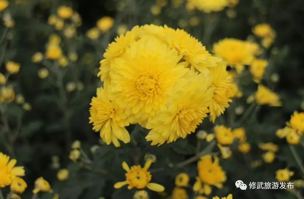 修武，向全世界发出邀请！这个古老的小城，原来可以这么美（惊艳版）