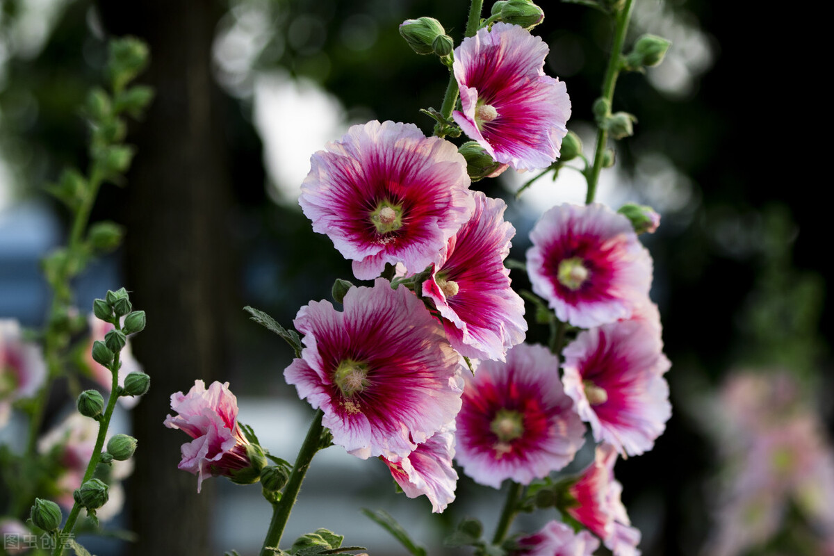那些令人赞叹的庭院花卉,5种庭院生活方式的花卉