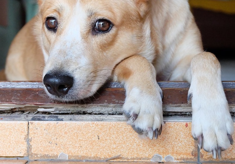 狗狗一直吐白沫粘稠一股臭味,家里面狗狗的臭味怎么清除