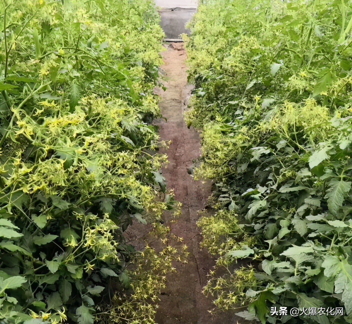 一串开花100多朵！这个促花剂太神奇？0激素！快促花！膨果实