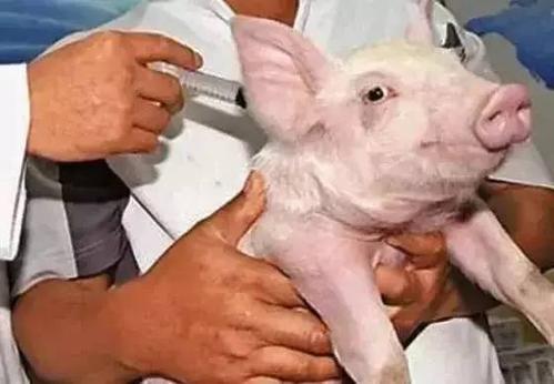 仔猪消瘦腹式呼吸是什么病怎么治,仔猪腹式呼吸一般用什么药