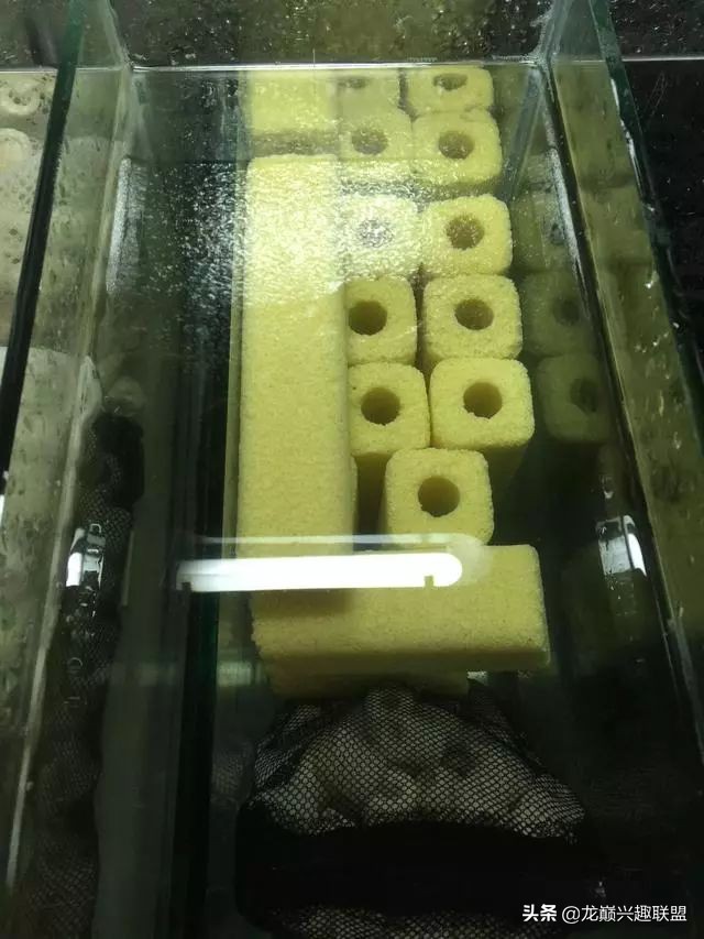 垃圾桶旁边的四方鱼缸，捡回去养了一缸金鱼，别说还挺不错