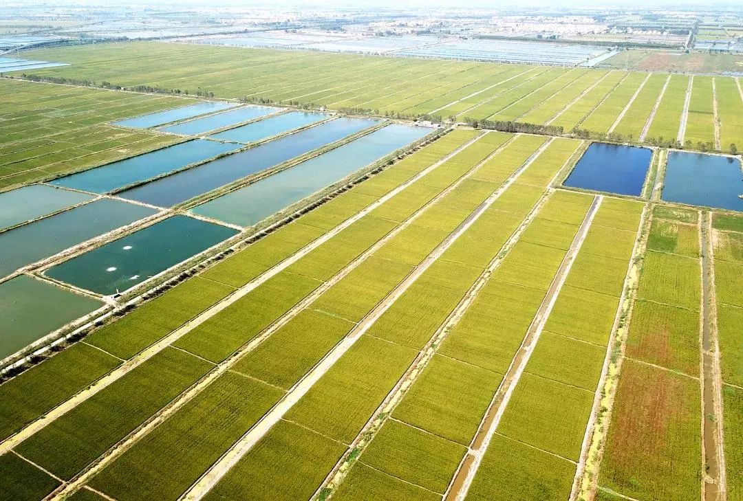 我国第一幅高精度土壤颜色地图,雄鸡图地图