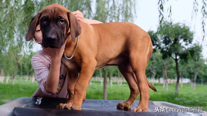 哪些大型猛犬不能养,什么样的猛犬适合当宠物养