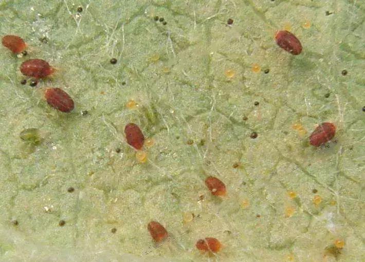 桃树虫害图谱,桃树虫害的图片及防治方法