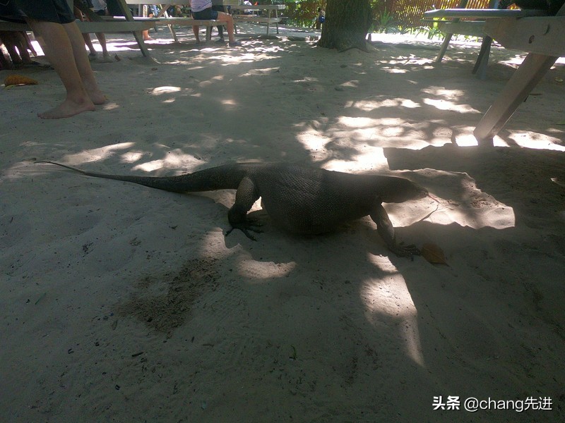 泰国普吉斯米兰跟团浮潜,泰国普吉岛自由潜水皇帝岛