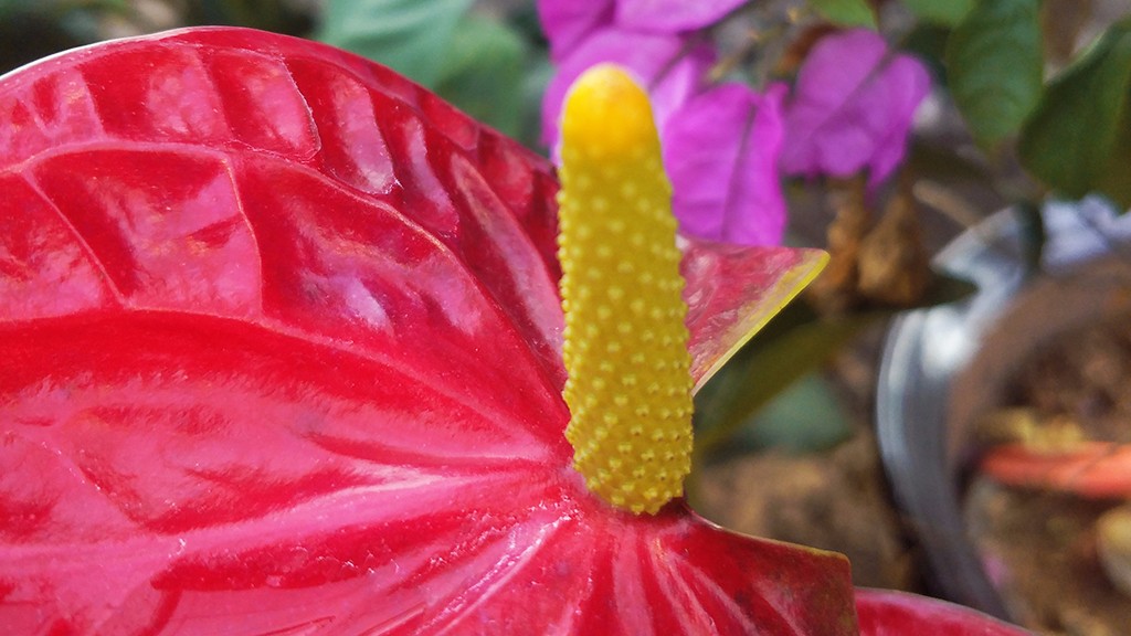 红掌叶片各种病症解答,红掌怎么护理才不会死