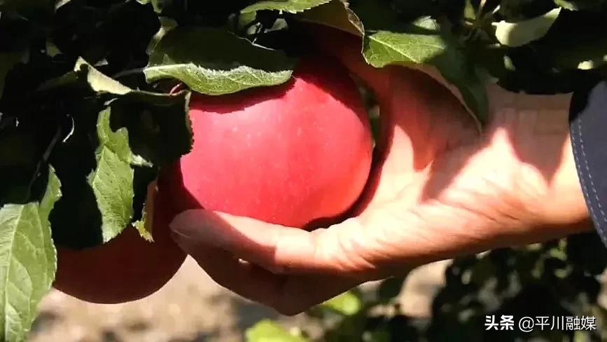 又香又脆又甜的苹果,好吃的苹果又脆又甜青苹果