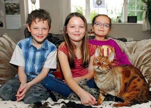 蛆虫救治,没有生命迹象的猫咪被救活